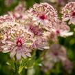 Jarmanka větší 'Sparkling Stars Pink' - Astrantia major 'Sparkling Stars Pink'