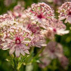 Jarmanka větší 'Sparkling Stars Pink' - Astrantia major 'Sparkling Stars Pink'