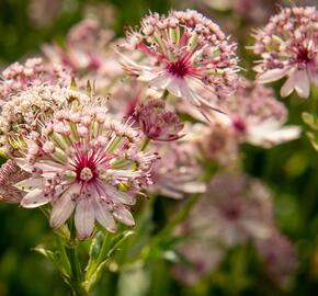 Jarmanka větší 'Sparkling Stars Pink' - Astrantia major 'Sparkling Stars Pink'