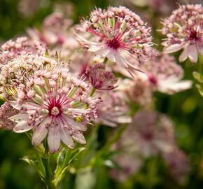 Jarmanka větší 'Sparkling Stars Pink' - Astrantia major 'Sparkling Stars Pink'