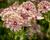 Jarmanka větší 'Sparkling Stars Pink'