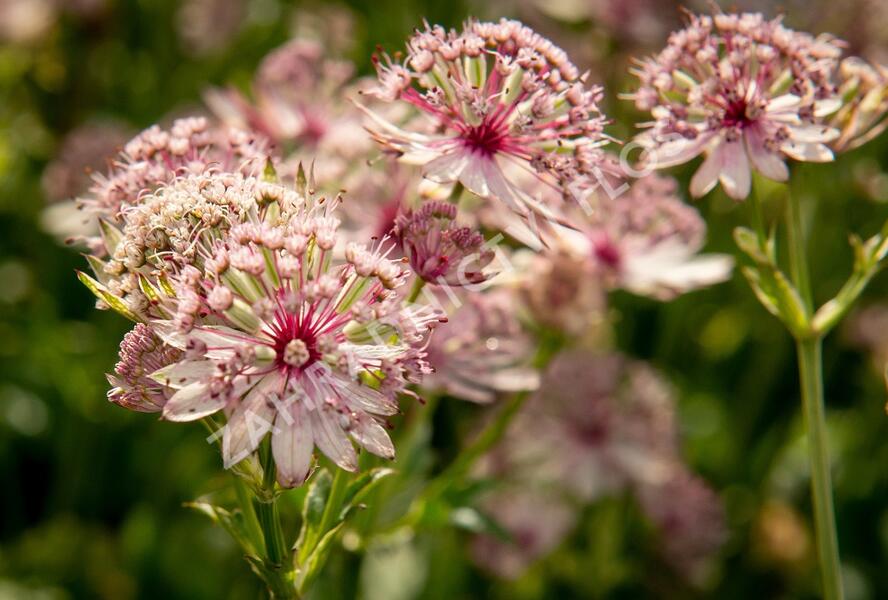 Jarmanka větší 'Sparkling Stars Pink' - Astrantia major 'Sparkling Stars Pink'