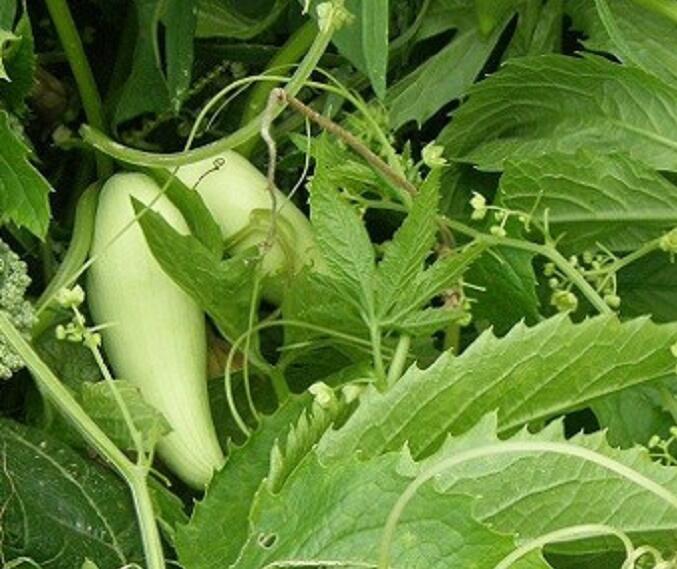 Ačokča, papriková okurka 'Cornuti' - Cyclanthera pedata 'Cornuti'