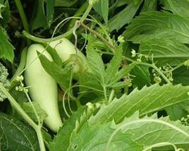 Ačokča, papriková okurka 'Cornuti'