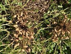 Podzemnice olejná (arašíd) - Arachis hypogaea