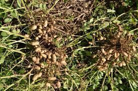 Podzemnice olejná (arašíd)