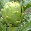 Artyčok 'Imperial Star' - Cynara scolymus 'Imperial Star'
