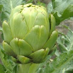 Artyčok 'Imperial Star' - Cynara scolymus 'Imperial Star'