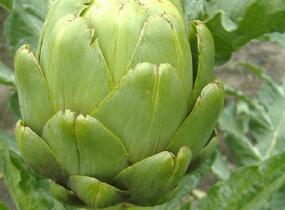 Artyčok 'Imperial Star' - Cynara scolymus 'Imperial Star'