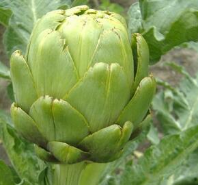 Artyčok 'Imperial Star' - Cynara scolymus 'Imperial Star'