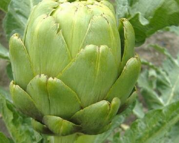 Artyčok 'Imperial Star'