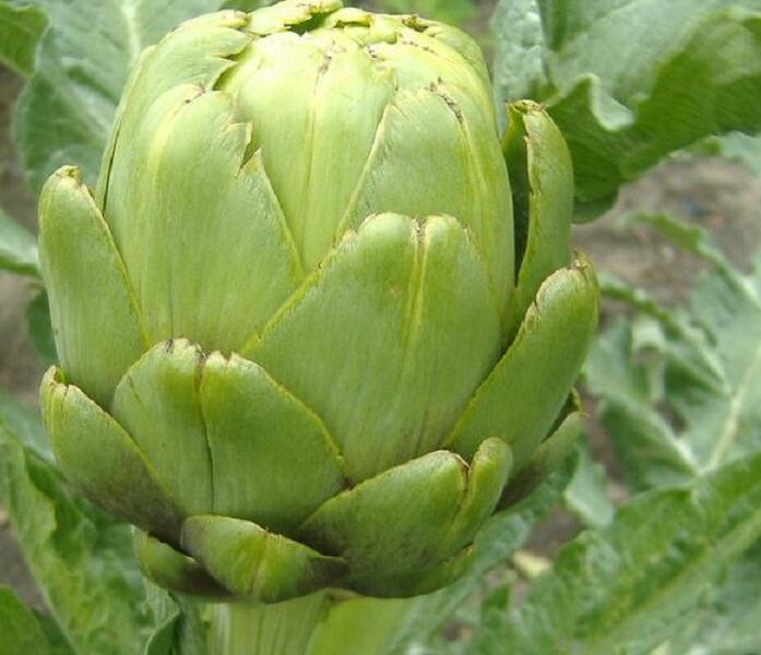 Artyčok 'Imperial Star' - Cynara scolymus 'Imperial Star'