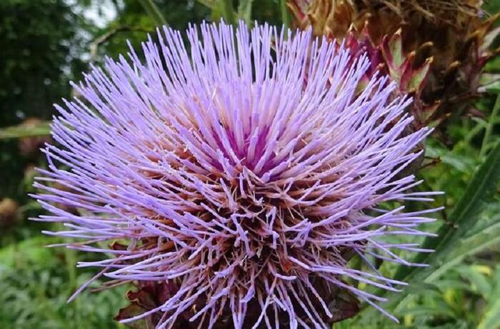 Artyčok 'Imperial Star' - Cynara scolymus 'Imperial Star'