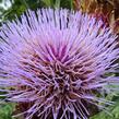 Artyčok 'Imperial Star' - Cynara scolymus 'Imperial Star'