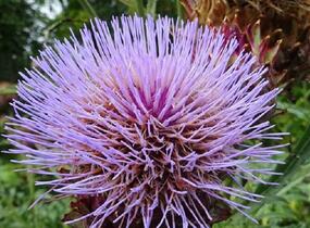 Artyčok 'Imperial Star' - Cynara scolymus 'Imperial Star'