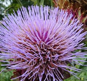 Artyčok 'Imperial Star' - Cynara scolymus 'Imperial Star'