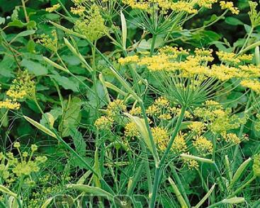 Fenykl obecný 'Solaris F1'