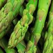 Chřest lékařský 'Gijnlim' - Asparagus officinalis 'Gijnlim'