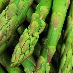 Chřest lékařský 'Gijnlim' - Asparagus officinalis 'Gijnlim'