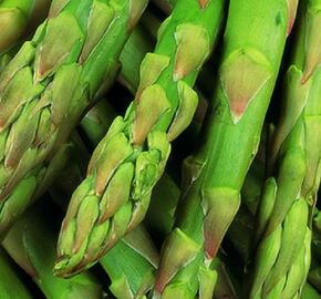 Chřest lékařský 'Gijnlim' - Asparagus officinalis 'Gijnlim'