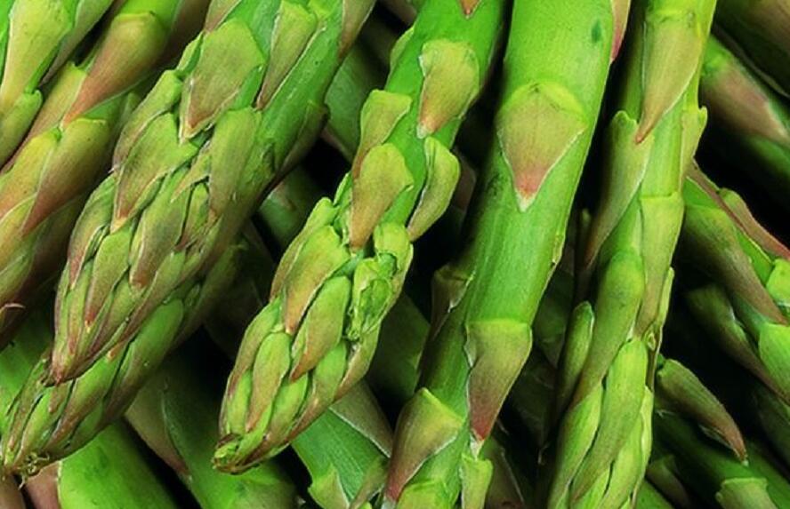 Chřest lékařský 'Gijnlim' - Asparagus officinalis 'Gijnlim'