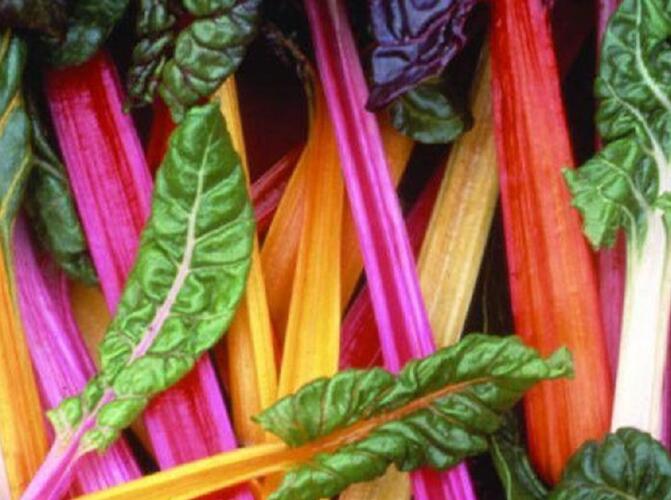 Mangold řapíkatý 'Lusiana' - Beta vulgaris var. cicla 'Lusiana'