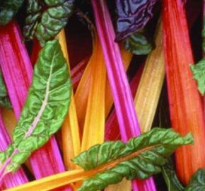 Mangold řapíkatý 'Lusiana'