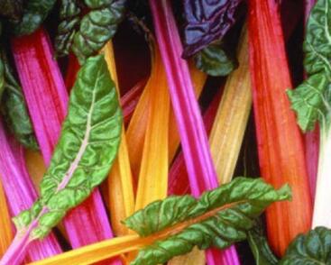 Mangold řapíkatý 'Lusiana'