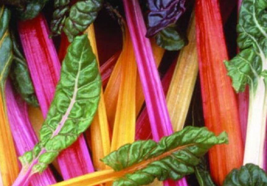 Mangold řapíkatý 'Lusiana' - Beta vulgaris var. cicla 'Lusiana'
