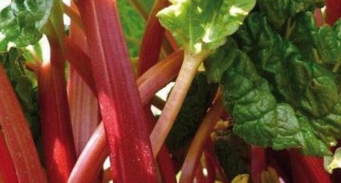 Reveň rebarbora 'Red Champagne' - Rheum rhabarbarum 'Red Champagne'