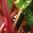 Reveň rebarbora 'Red Champagne' - Rheum rhabarbarum 'Red Champagne'
