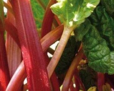 Reveň rebarbora 'Red Champagne'