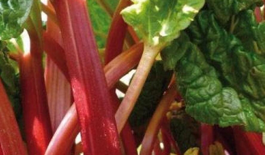 Reveň rebarbora 'Red Champagne' - Rheum rhabarbarum 'Red Champagne'