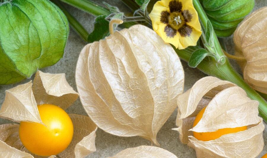 Mochyně peruánská 'Little Lanterns' - Physalis peruviana 'Little Lanterns'