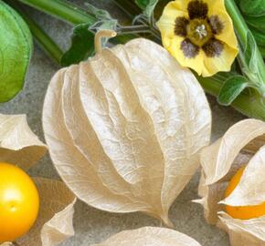 Mochyně peruánská 'Little Lanterns' - Physalis peruviana 'Little Lanterns'