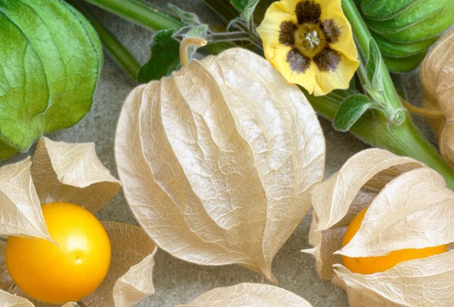 Mochyně peruánská 'Little Lanterns' - Physalis peruviana 'Little Lanterns'