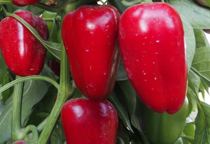 Paprika balkonová 'Rela Red' - Capsicum annuum 'Rela Red'