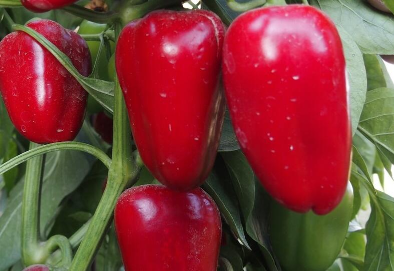 Paprika balkonová 'Rela Red' - Capsicum annuum 'Rela Red'