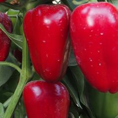 Paprika balkonová 'Rela Red' - Capsicum annuum 'Rela Red'