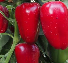 Paprika balkonová 'Rela Red' - Capsicum annuum 'Rela Red'