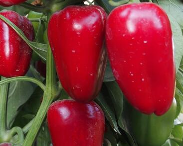 Paprika balkonová 'Rela Red'