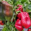 Paprika k rychlení 'Meika' F1 - Capsicum annuum 'Meika' F1