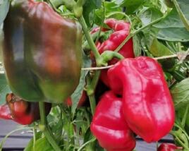 Paprika k rychlení 'Meika' F1