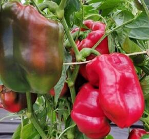 Paprika k rychlení 'Meika' F1 - Capsicum annuum 'Meika' F1