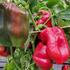 paprika-k-rychleni-meika-f1.jpg