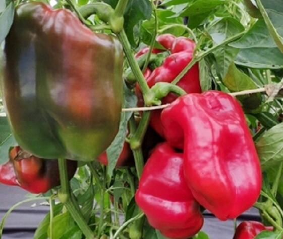Paprika k rychlení 'Meika' F1 - Capsicum annuum 'Meika' F1