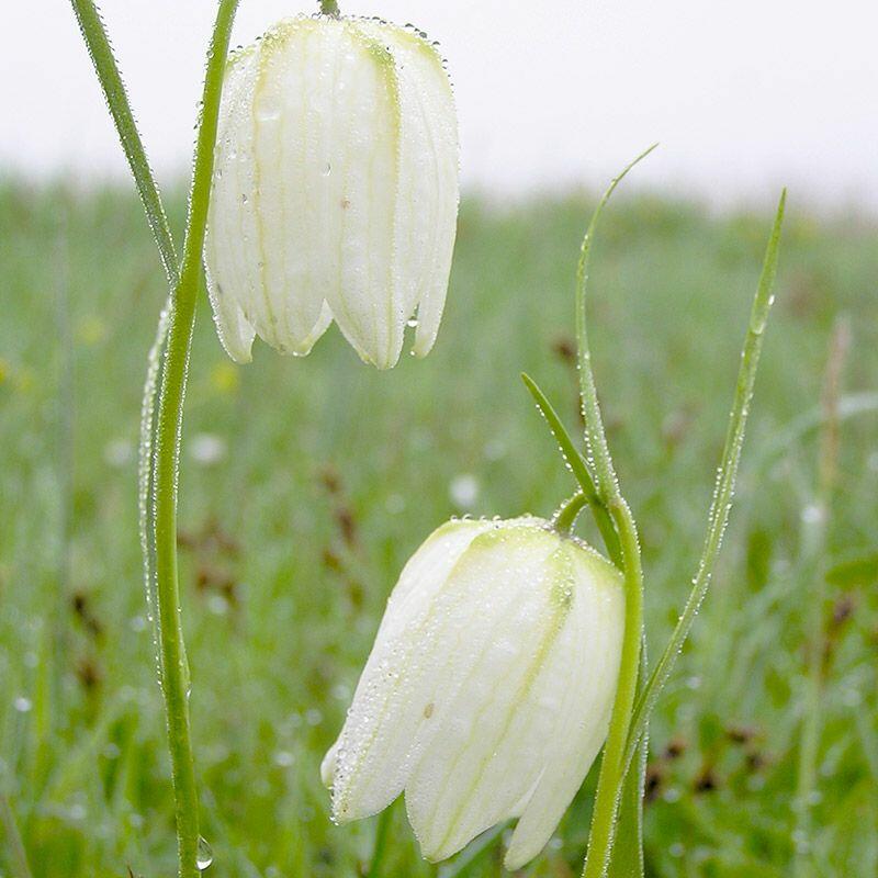 Řebčík kostkovaný 'Alba' - Fritillaria meleagris 'Alba'