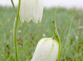 Řebčík kostkovaný 'Alba' - Fritillaria meleagris 'Alba'