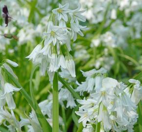 Česnek - Allium triquetrum