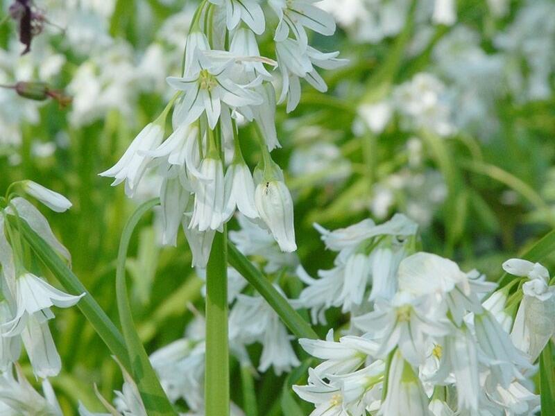 Česnek - Allium triquetrum